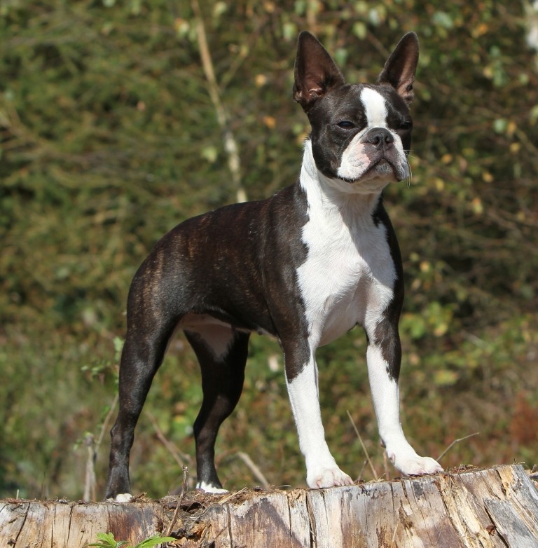 Publication : du Domaine Rosaris Auteur : Vanessa Grossemy