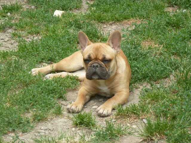 Mona-kino (dit miel) des brumes d'aurore