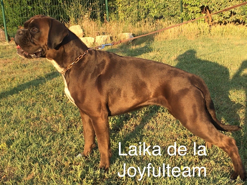 Laika De La Joyful Team