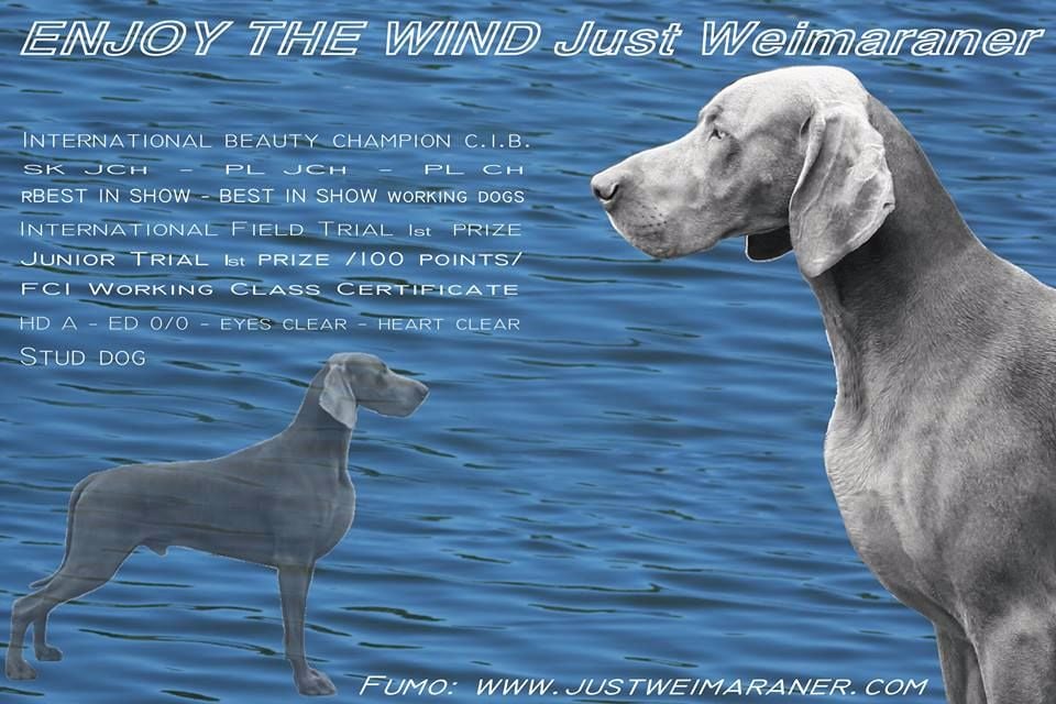 TR. CH. Enjoy the wind just weimaraner