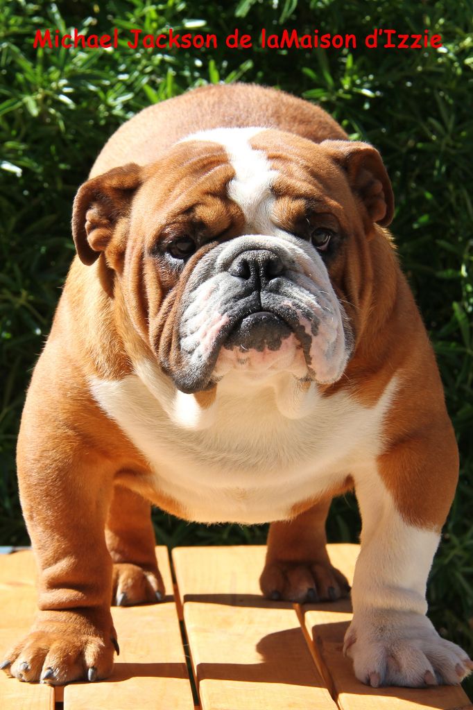 Publication : De La Maison D'izzie 