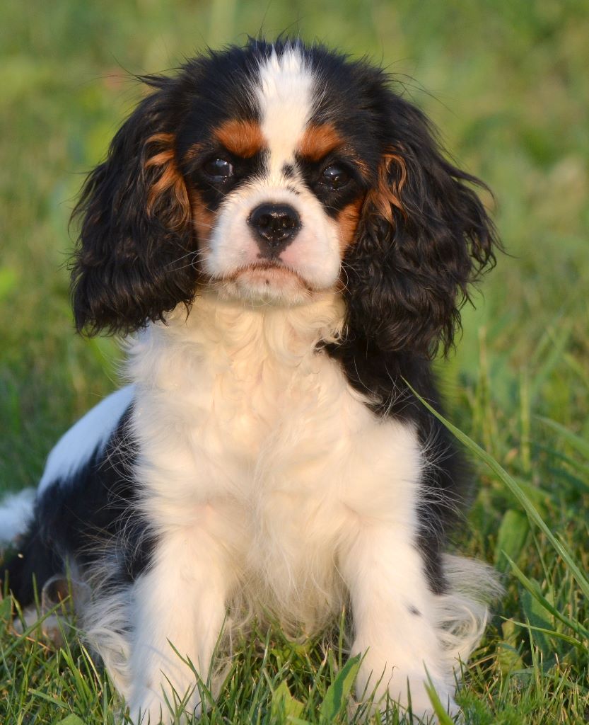 Publication : Des Merveilles De Caluna 