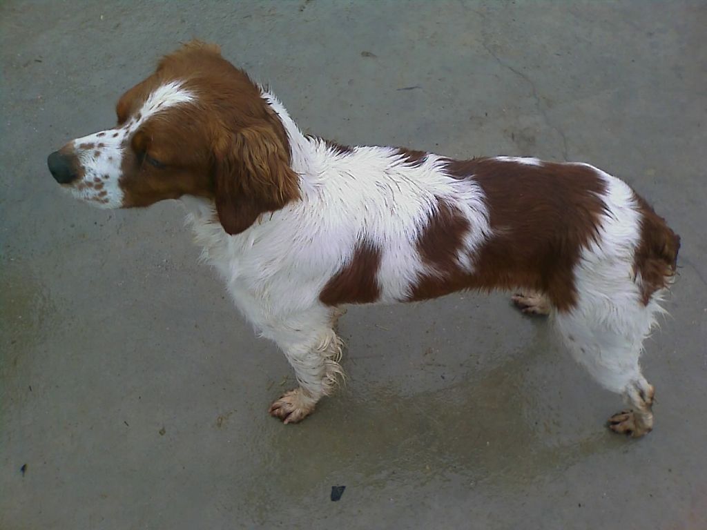 Dickee (Sans Affixe)