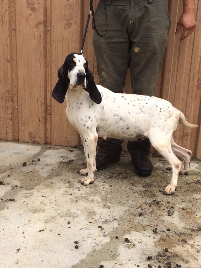 Publication : De La Terrible Menée 