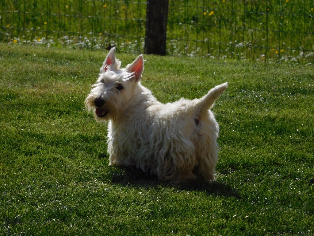 Publication : du domaine du Bois Colin Auteur : emilie