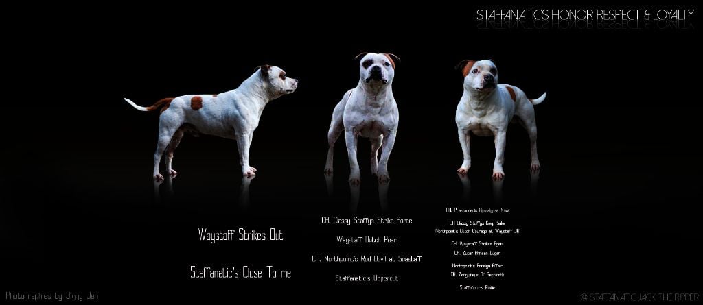 Staffanatic's Honor respect and loyalty