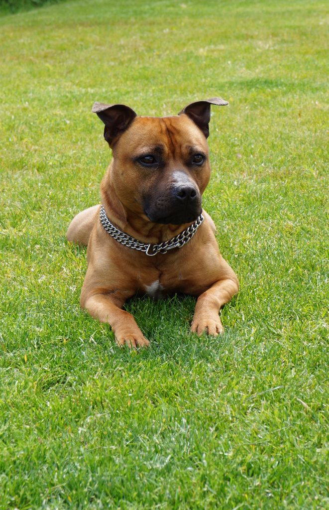 Speedmaster Staffords Iron