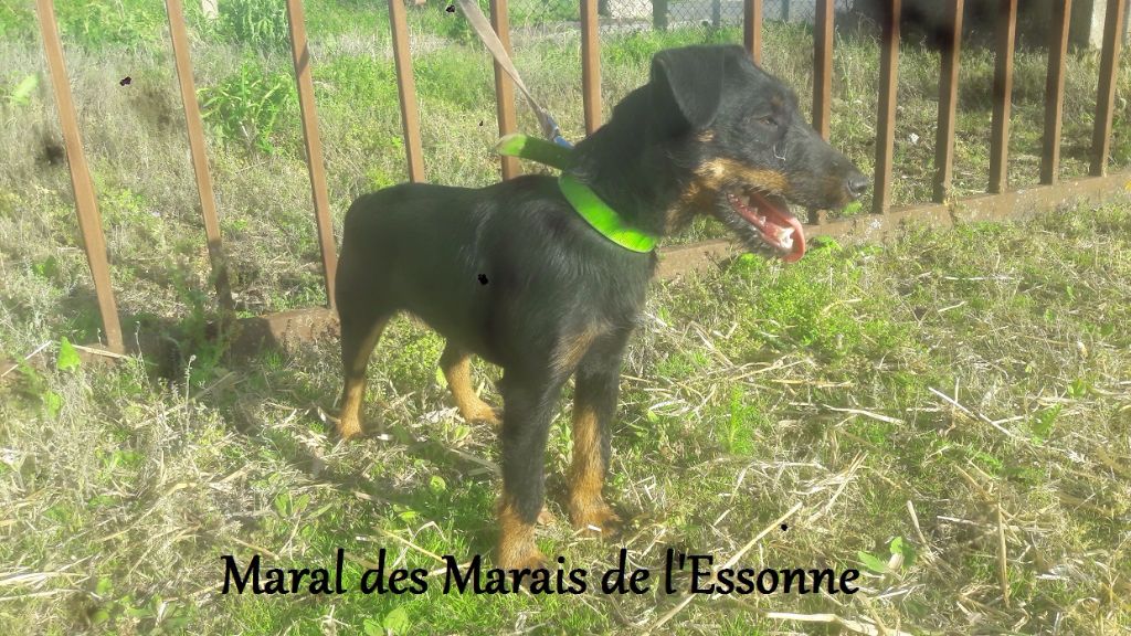 Publication : Des Marais De L'Essonne Auteur : Des marais de l'Essonne