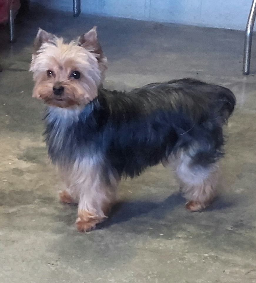 Fiona des Pommiers du Pays d'Othe