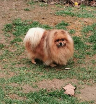 image de Nino cerruti