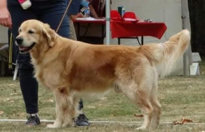 Étalon Golden Retriever - CH. My darling de Joyenval