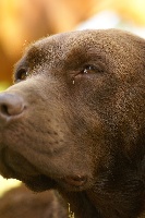 Étalon Labrador Retriever - Igloo Du domaine de florange