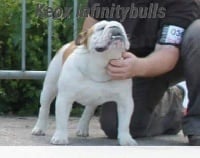 Étalon Bulldog Anglais - Keox Infinity Bull