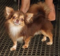 Étalon Chihuahua - Hapache Des lianes de mysore