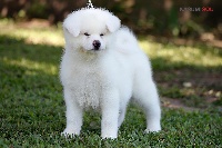 Étalon Akita - Aikawa kasumisou