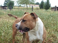 Étalon American Staffordshire Terrier - Lenny (Sans Affixe)