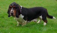 Étalon Basset Hound - Larry du domaine de Sultan