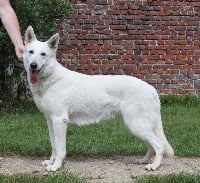 Étalon Berger Blanc Suisse - Just a legacy der Weibe Stern