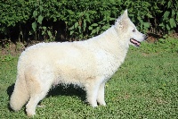 Étalon Berger Blanc Suisse - Juliette Du chant des bruants