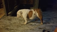 Étalon Bulldog Anglais - Titybulls Pina