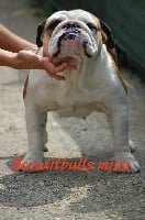 Étalon Bulldog Anglais - bandit bull's Jill