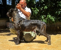 Étalon Cane Corso - Uriel dell'Antiqua Apulia