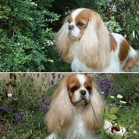 Étalon Cavalier King Charles Spaniel - Hanae mori de l'Aubellerie