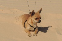 Étalon Chihuahua - Just perfect des Trésors Mexicains