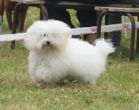 Étalon Coton de Tulear - Lily rock n' roll Des Jardins de Gossypium