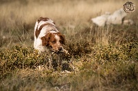 Étalon Epagneul Breton - CH. Pt bono de lobão da beira