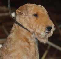 Étalon Lakeland Terrier - Slicey The moonshiner