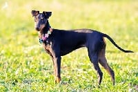 Étalon Manchester Terrier - Legend of lindy De L'Ombre D'Achille