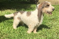 Étalon Petit Basset griffon vendeen - Légende (Sans Affixe)