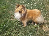 Étalon Shetland Sheepdog - Mambo golden crocodile Des mille eclats des tournesol