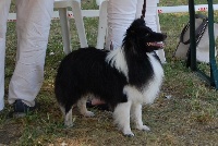 Étalon Shetland Sheepdog - Laser atomic star le noir du grain de soleil