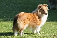 Étalon Shetland Sheepdog - Milady de la vallée du mainland
