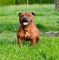 Étalon Staffordshire Bull Terrier - Getting over you De karysha