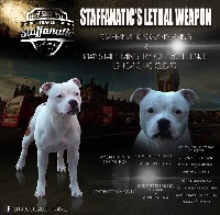 Étalon Staffordshire Bull Terrier - Staffanatic's Lethal weapon