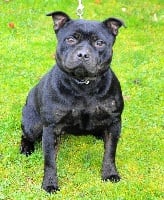 Étalon Staffordshire Bull Terrier - O'peps Des Fées Noires