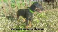 Étalon Terrier de chasse allemand - Maral Des Marais De L'Essonne