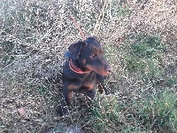 Étalon Terrier de chasse allemand - Moy Des Grands Chirbeaux