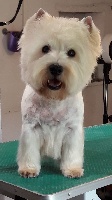 Étalon West Highland White Terrier - Don't disturb wallace de Champernoune