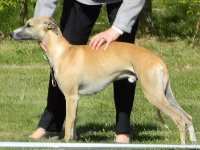 Étalon Whippet - Madison Des coteaux de l'igneraie