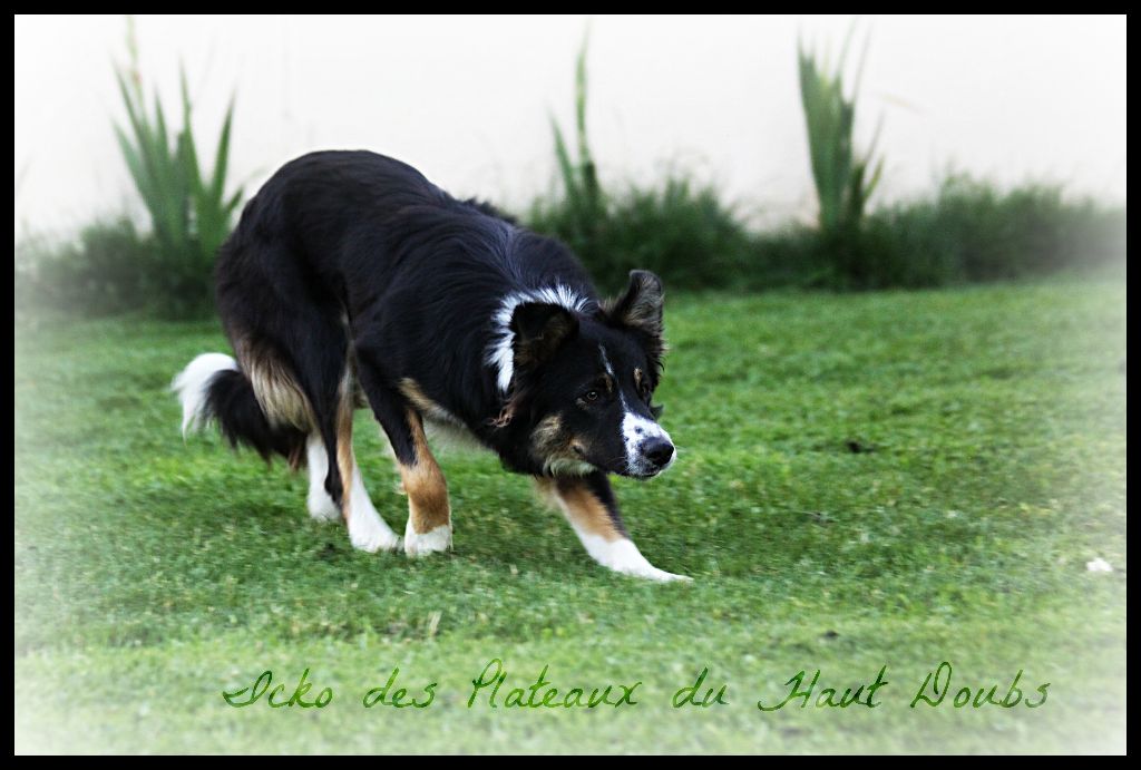 Icko des Plateaux du Haut-Doubs