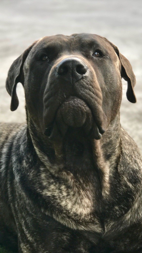 Publication : De Karudogo Auteur : Julien Guignabaudet