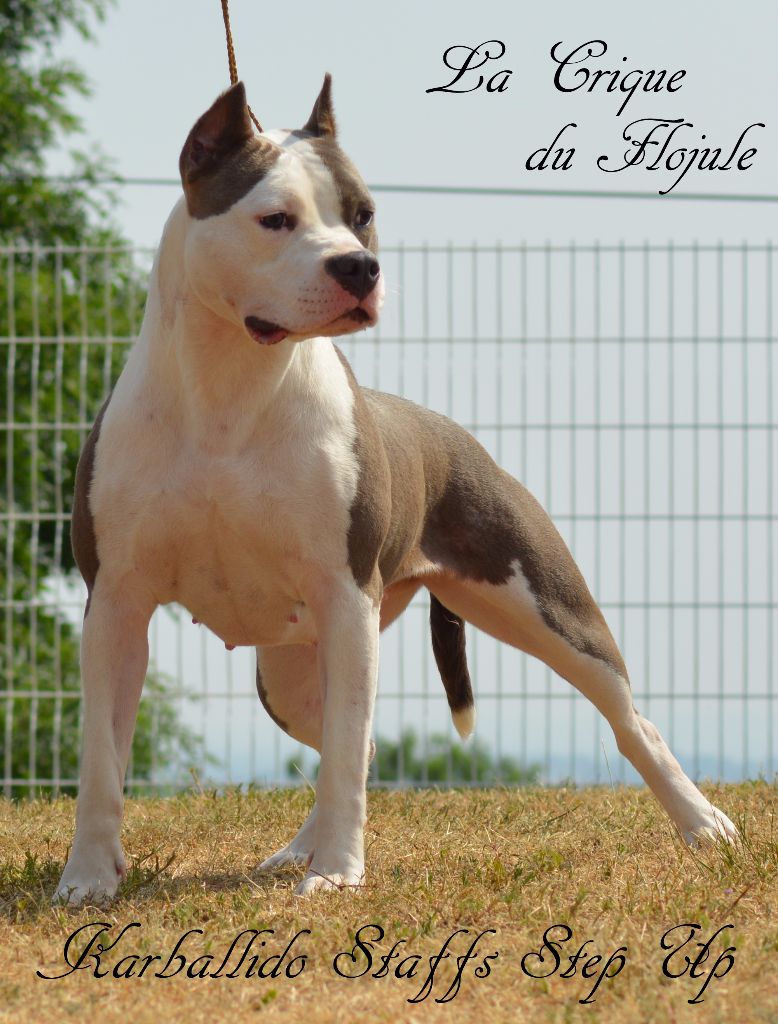 karballido staffs Step up