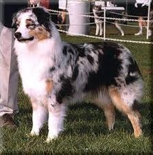 CH. ebbtide Just a smudge