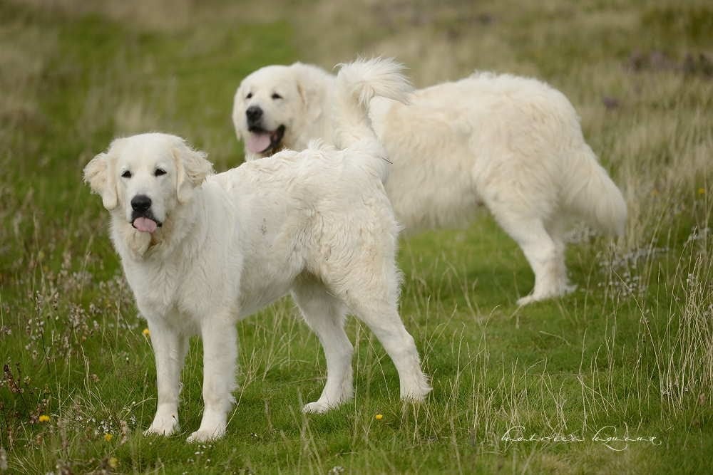 Publication : De kaillhanes 