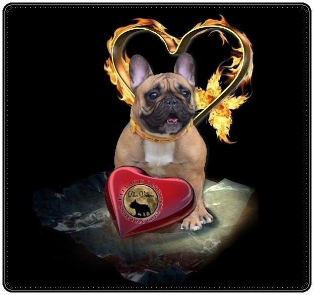 Publication : dho Valtess Auteur : valaize corinne