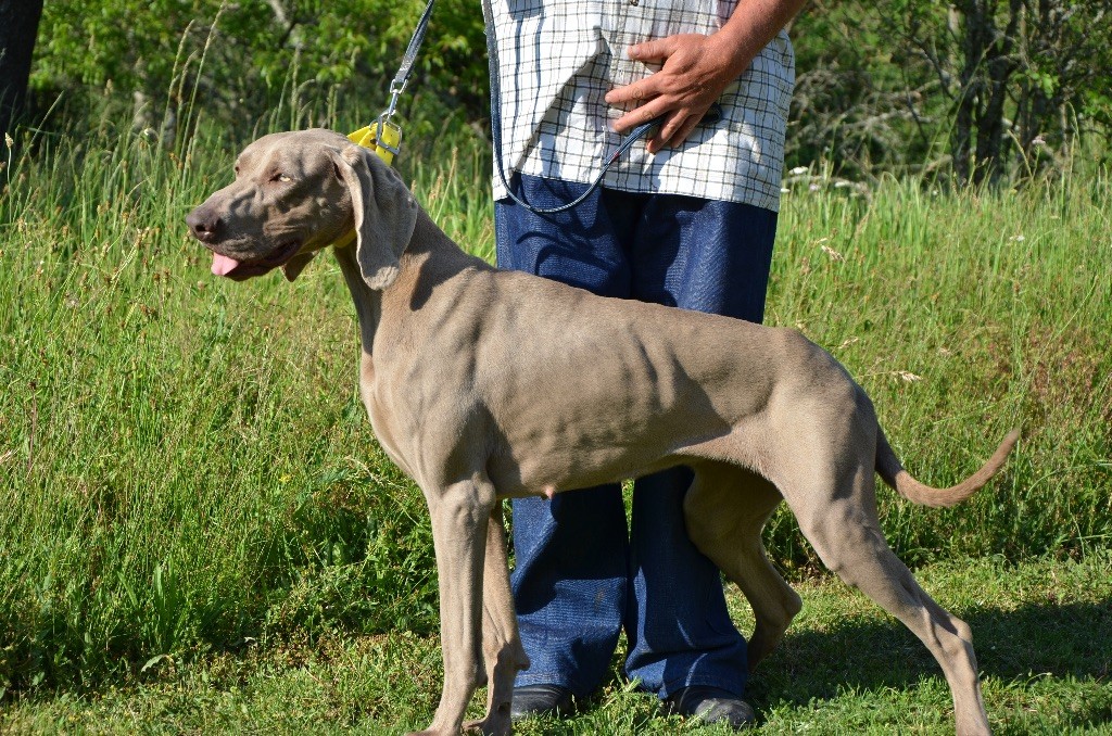 Publication : du Reflet de la Lune d'Argent Auteur : proprietaire